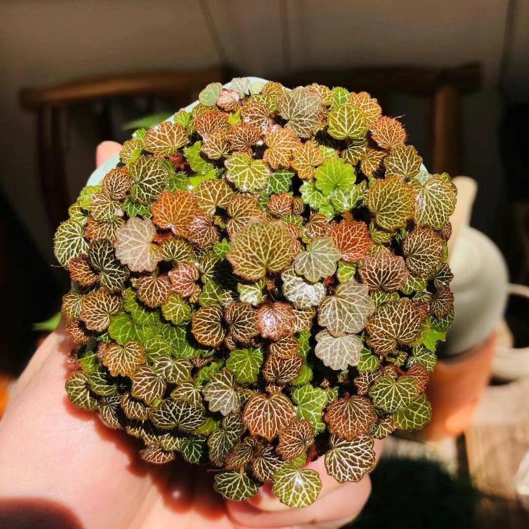 Micro Strawberry Begonia (Saxifraga stolonifera) is an enchanting miniature plant that perfectly embodies natural charm. Its tiny, round leaves form a dense, cushion-like cluster, each leaf beautifully veined with delicate patterns that stand out vividly under the light. The foliage shifts in color with the seasons—from soft greens to warm coppery tones—adding year-round visual interest.