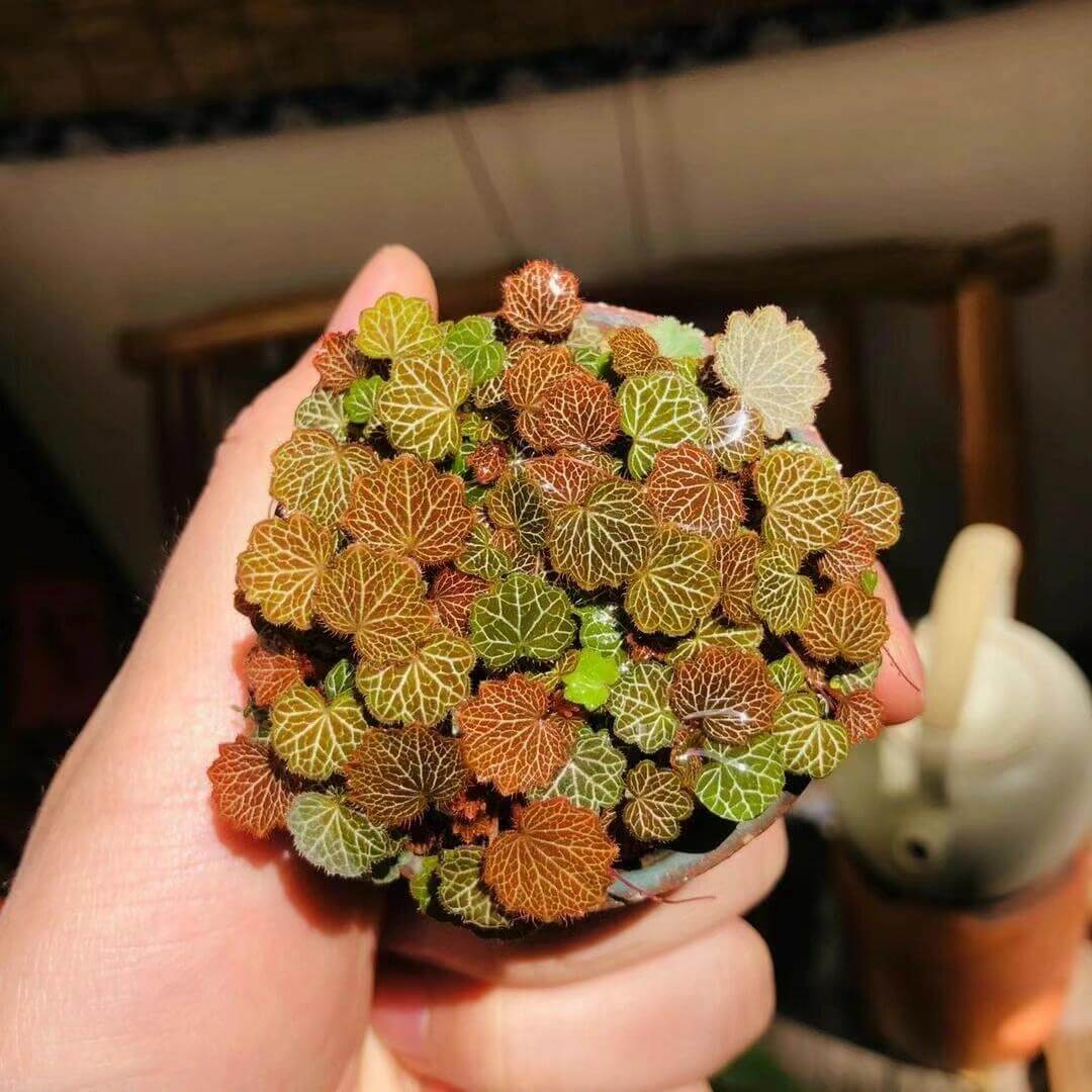 Micro Strawberry Begonia (Saxifraga stolonifera) is an enchanting miniature plant that perfectly embodies natural charm. Its tiny, round leaves form a dense, cushion-like cluster, each leaf beautifully veined with delicate patterns that stand out vividly under the light. The foliage shifts in color with the seasons—from soft greens to warm coppery tones—adding year-round visual interest.