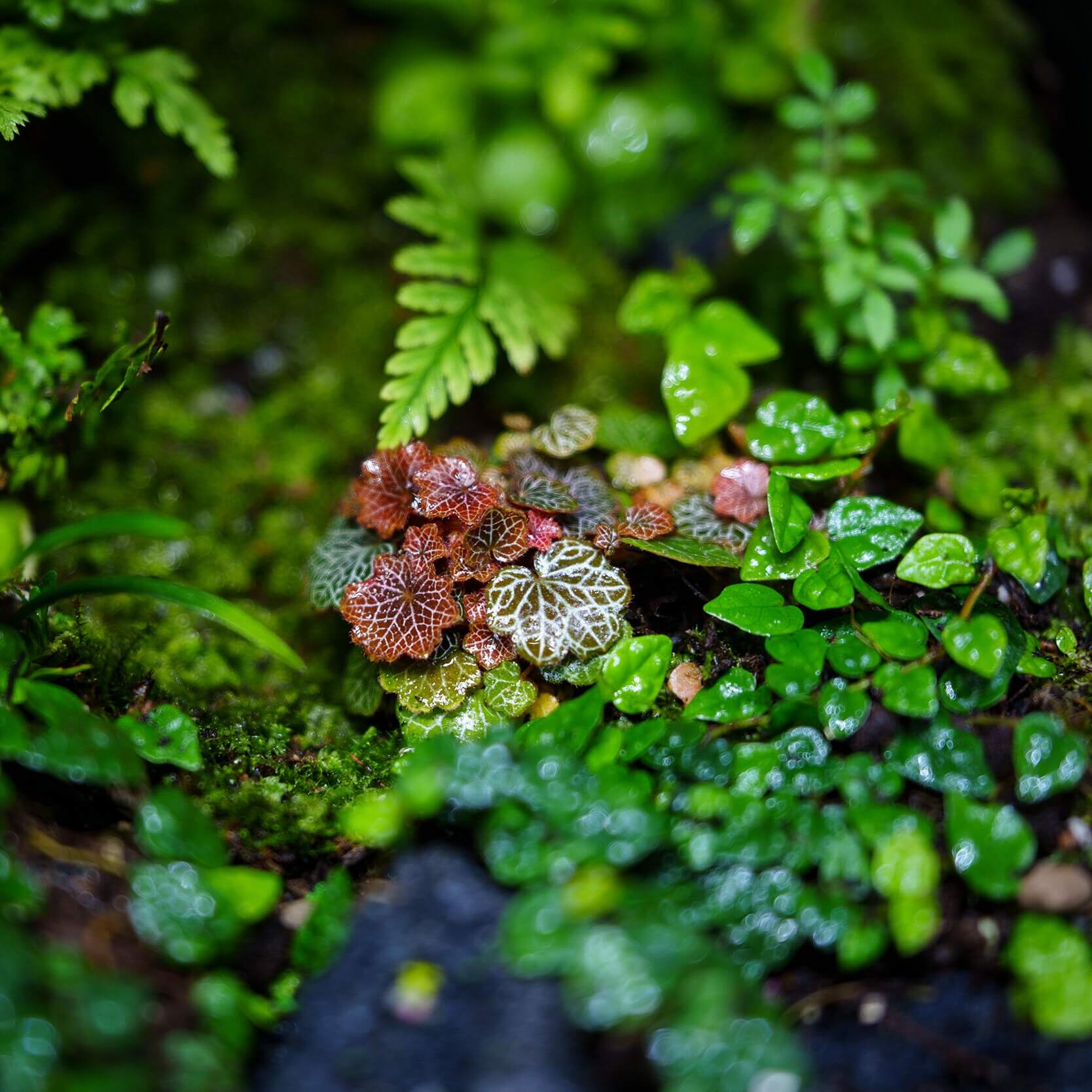 Micro Strawberry Begonia (Saxifraga stolonifera) is an enchanting miniature plant that perfectly embodies natural charm. Its tiny, round leaves form a dense, cushion-like cluster, each leaf beautifully veined with delicate patterns that stand out vividly under the light. The foliage shifts in color with the seasons—from soft greens to warm coppery tones—adding year-round visual interest.