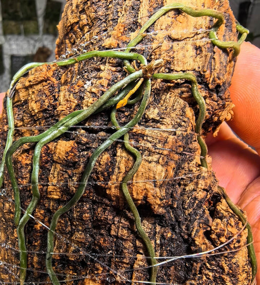 Microcoelia gilpiniae is a captivating, leafless epiphytic orchid endemic to Madagascar. Its striking orange blooms contrast beautifully with its silvery, photosynthetic roots. This species grows in mossy, humid forests and occasionally in disturbed vegetation at elevations of 100–1,800 m.