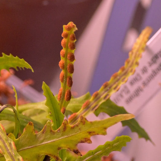 Microgramma bifrons (Hook.) Lellinger is a fern species in the family Polypodiaceae. It is accepted under this name and is native to western South America. It grows as an epiphyte (on trees).