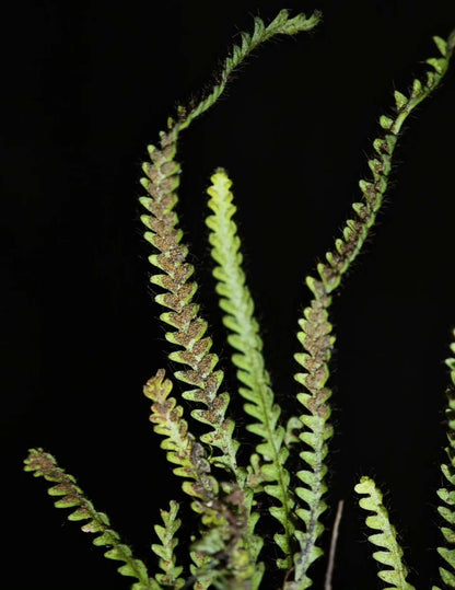 Micropolypodium okuboi is a small epiphytic fern native to East Asia. This species belongs to the Polypodiaceae family and the Micropolypodium genus. The fern's fronds are pinnately divided, with serrated edges, and the underside is covered with tiny hair-like structures, giving it a unique texture. The plant typically remains small, with fronds measuring about 5-12 cm in length.