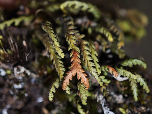 Micropolypodium okuboi is a small epiphytic fern native to East Asia. This species belongs to the Polypodiaceae family and the Micropolypodium genus. The fern's fronds are pinnately divided, with serrated edges, and the underside is covered with tiny hair-like structures, giving it a unique texture. The plant typically remains small, with fronds measuring about 5-12 cm in length.