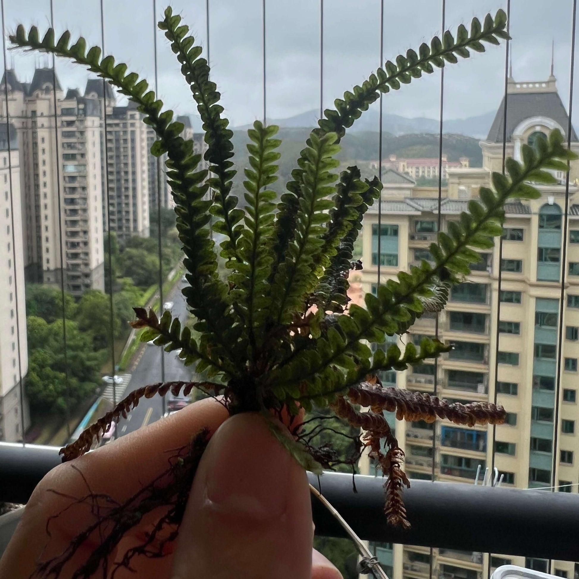 Micropolypodium sikkimense is a small grammitid fern native to parts of Asia, where it grows as an epiphyte on trees or a lithophyte on rocks. Its natural habits suggest a preference for high humidity, good air circulation, and a well-draining, non-compact substrate such as bark or rock-based media. Because of these traits, it can be suitable for terrariums, vivariums, or specialized fern collections that replicate its naturally shaded and humid environment.
