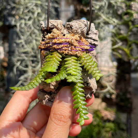 Microsaccus griffithii is a miniature orchid species native to Southeast Asia, including Thailand, Myanmar, Vietnam, Cambodia, Malaysia, Borneo, Java, Sumatra, and the Philippines. This epiphytic orchid thrives in humid, tropical environments and is well-suited for cultivation in terrariums or vivariums.