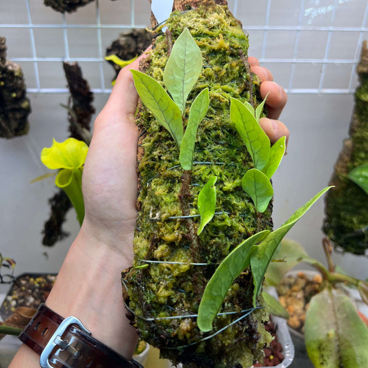 Microsorum linguiforme is an epiphytic fern native to Southeast Asia, including Malaysia, Indonesia, the Philippines, and New Guinea. It thrives in humid, shaded environments, often growing on the lower branches of trees in primary and secondary forests at elevations up to 1,650 meters.