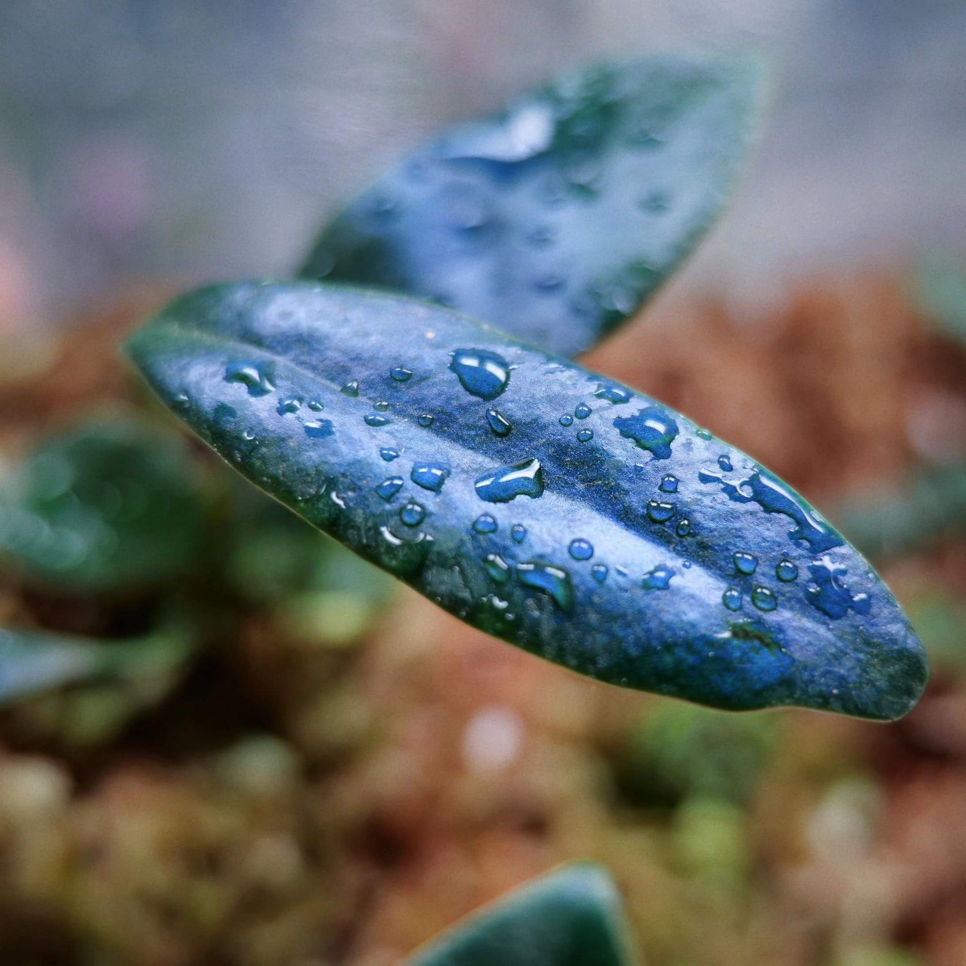 Microsorum siamense is a stunning lithophytic/epiphytic species native to southern Thailand. Its glossy, metallic-blue fronds unveil a special iridescence under ideal conditions.