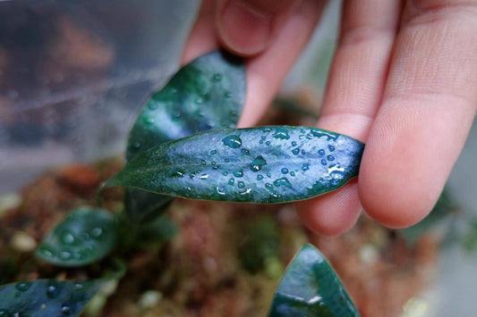 Microsorum siamense is a stunning lithophytic/epiphytic species native to southern Thailand. Its glossy, metallic-blue fronds unveil a special iridescence under ideal conditions.