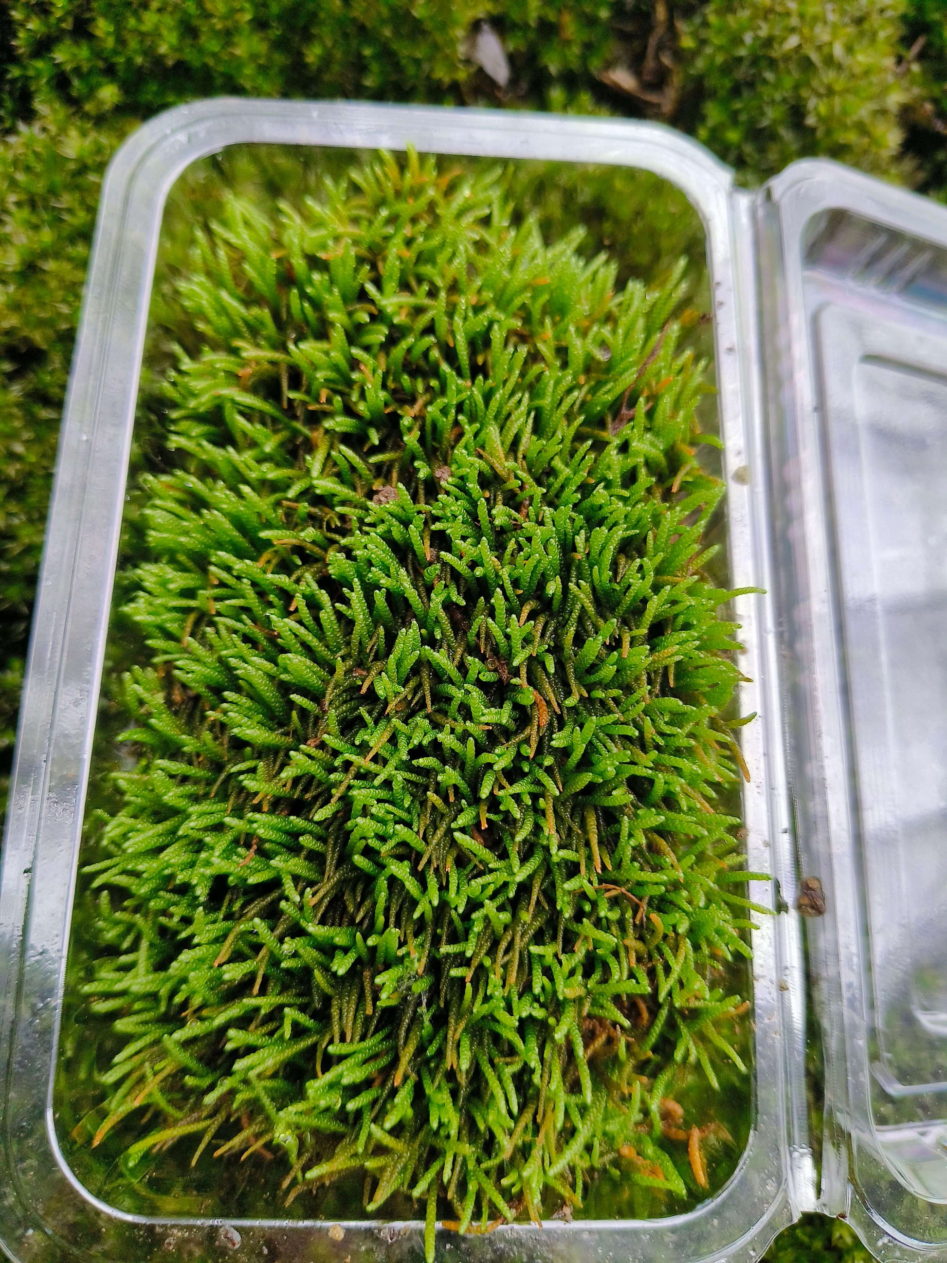 Myuroclada maximowiczii, commonly known as Mouse Tail Moss, belongs to the Brachytheciaceae family and the genus Myuroclada. This moss has a stout, upright growth habit and is typically bright green or yellow-green, with a slight sheen. It grows in dense clumps, making it appear lush and vibrant. The leaves and branches of the moss are cylindrical in shape, resembling a mouse tail, which is why it is commonly called Mouse Tail Moss.