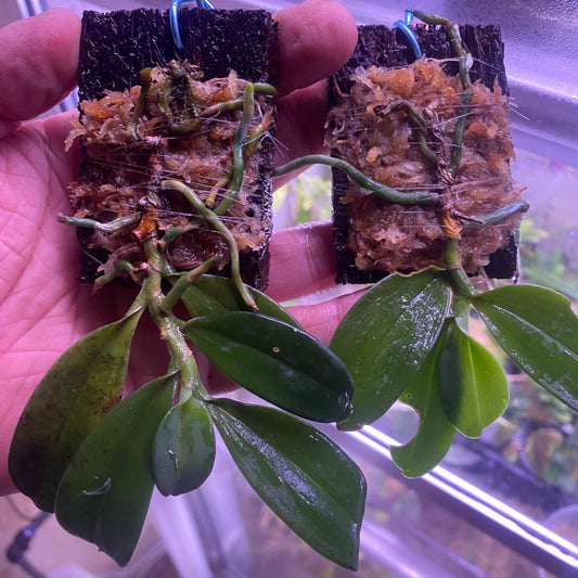 Neobathiea keraudrenae is a rare and elegant monopodial epiphytic orchid native to eastern Madagascar, meaning it grows upward from a single stem and attaches to trees or other supports.