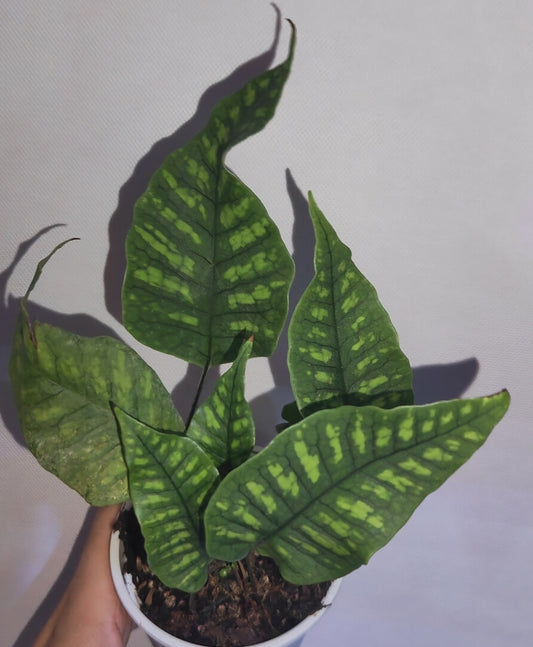 Neolepisorus truncatus is a unique epiphytic fern native to the limestone cliffs of southern China and northern Vietnam, typically found at elevations around 5,000 feet. It is renowned for its thick, leathery, tongue-shaped leaves with striking green and yellow stripes, resembling a tongue after licking a popsicle. This fern is ideal for terrariums, hanging baskets, or as a decorative houseplant.