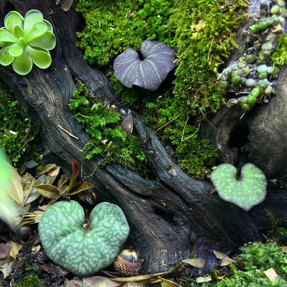 Nervilia marmorata is a terrestrial orchid native to Thailand and belongs to the Nervilia genus, which is known for its unique flowering patterns and veined leaves.