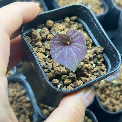 Nervilia marmorata is a terrestrial orchid native to Thailand and belongs to the Nervilia genus, which is known for its unique flowering patterns and veined leaves.