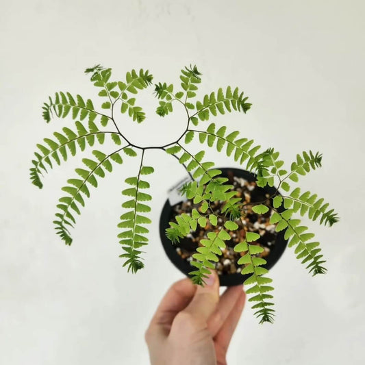 Adiantum pedatum, commonly known as the Northern Maidenhair Fern, is a deciduous perennial fern native to the forests of eastern North America. Renowned for its elegant, fan-shaped fronds and contrasting black stems, it thrives in shaded, moist environments and is a popular choice for shaded gardens and woodland settings.