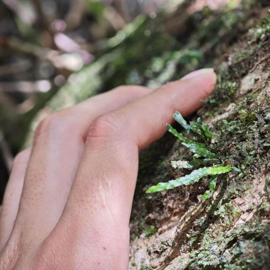 Oreogrammitis adspersa (synonym Grammitis adspersa Blume) is a small, elegant epiphytic species native to the wet tropical forests of western and central Malesia, including Borneo, Java, Malaya, the Philippines, Sumatra, and surrounding regions.