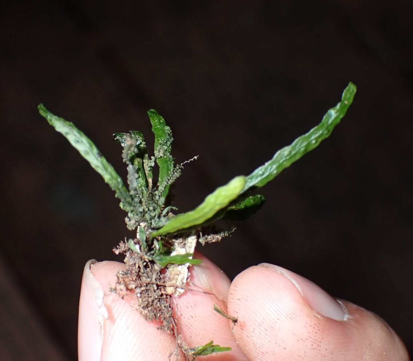 Oreogrammitis adspersa (synonym Grammitis adspersa Blume) is a small, elegant epiphytic species native to the wet tropical forests of western and central Malesia, including Borneo, Java, Malaya, the Philippines, Sumatra, and surrounding regions.