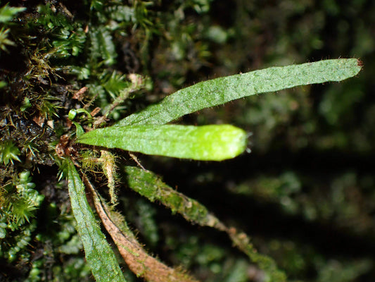 Oreogrammitis hainanensis is a rare, ultra-miniature fern species belonging to the Grammitidaceae family. It is native to the high-elevation forests of Hainan Island, where it thrives in cool, humid environments that do not accumulate water. This species is often found in association with orchid-type plants, making it an extremely rare epiphytic fern.