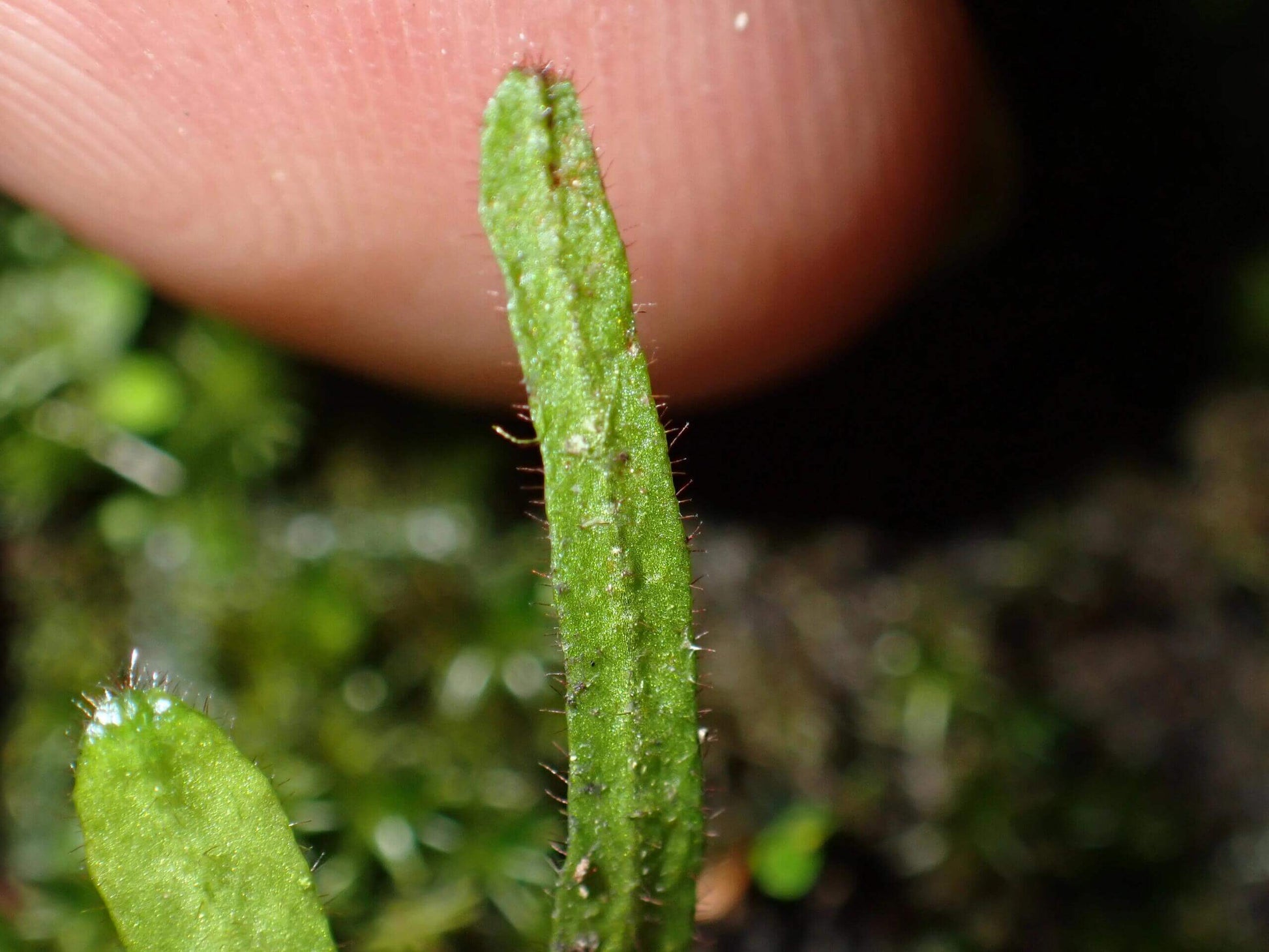Oreogrammitis hainanensis is a rare, ultra-miniature fern species belonging to the Grammitidaceae family. It is native to the high-elevation forests of Hainan Island, where it thrives in cool, humid environments that do not accumulate water. This species is often found in association with orchid-type plants, making it an extremely rare epiphytic fern.