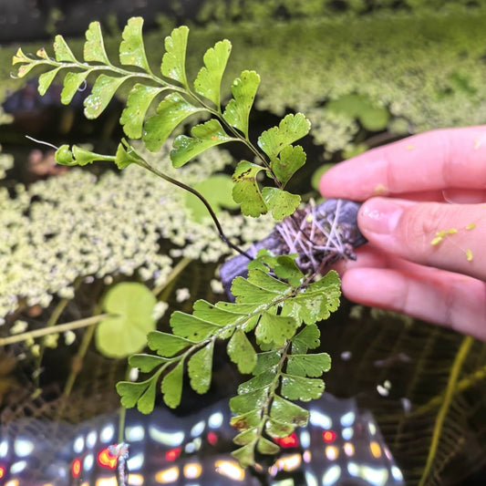 Osmolindsaea odorata is a fragrant, evergreen fern with delicate pinnate fronds and a creeping rhizome. It’s native to a wide range across tropical–subtropical Asia and often grows in moist, shaded habitats. With its sweet aroma and low maintenance needs, it’s prized in both wild and cultivated settings.