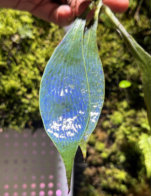 Antrophyum callifolium, also known as the Ox‑Tongue Fern, is a striking epiphytic (often also lithophytic) fern in the Pteridaceae (vittarioid) family.