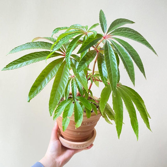 Begonia luxurians, commonly known as the Palm-Leaf Begonia, is a striking species native to the rainforests of Brazil. This begonia is celebrated for its impressive, palm-like leaves and graceful flowering habit. Its upright, cane-stemmed growth can reach heights of 6 to 8 feet or more, making it a captivating addition to any indoor space.