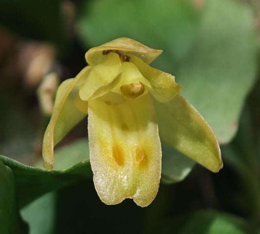 Panisea cavaleriei is a rare and intriguing orchid native to southern China, including regions like Guangxi, Guizhou, Yunnan, and Hainan.