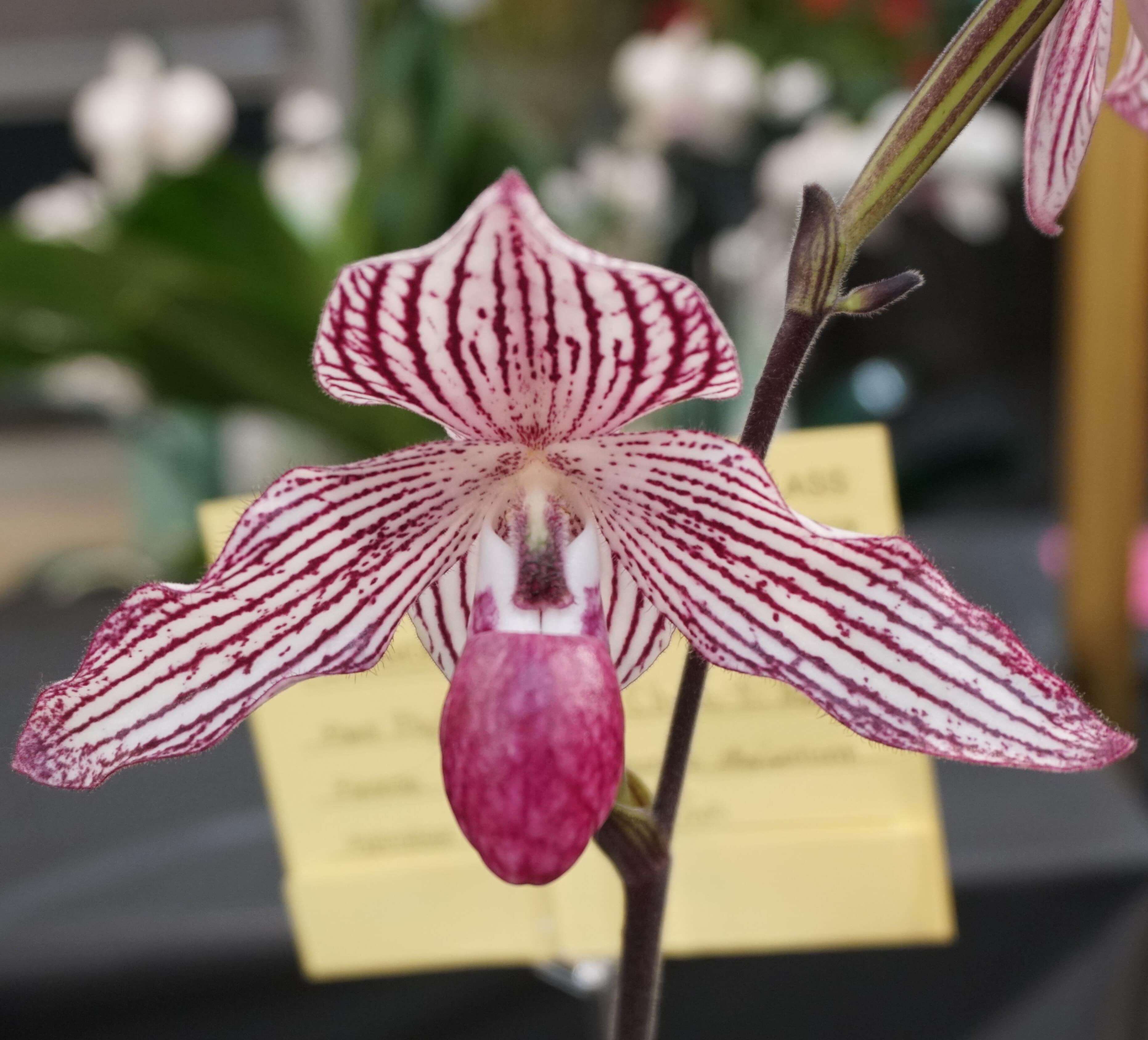 Paphiopedilum Chou-Yi Rookie (thaianum × rothschildianum) for Sale