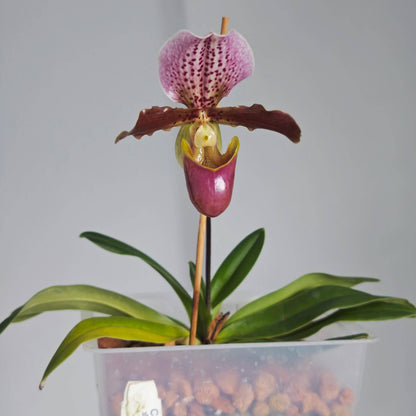 Paphiopedilum Doll's Kobold is a compact primary hybrid between Paphiopedilum charlesworthii × Paphiopedilum henryanum. It combines the attractive broad dorsal sepal and elegant flower form of P. charlesworthii with the bold spotting and rich coloration of P. henryanum. The result is a relatively compact Paphiopedilum with flowers that are large in proportion to the plant, making it an excellent choice for collectors with limited growing space.