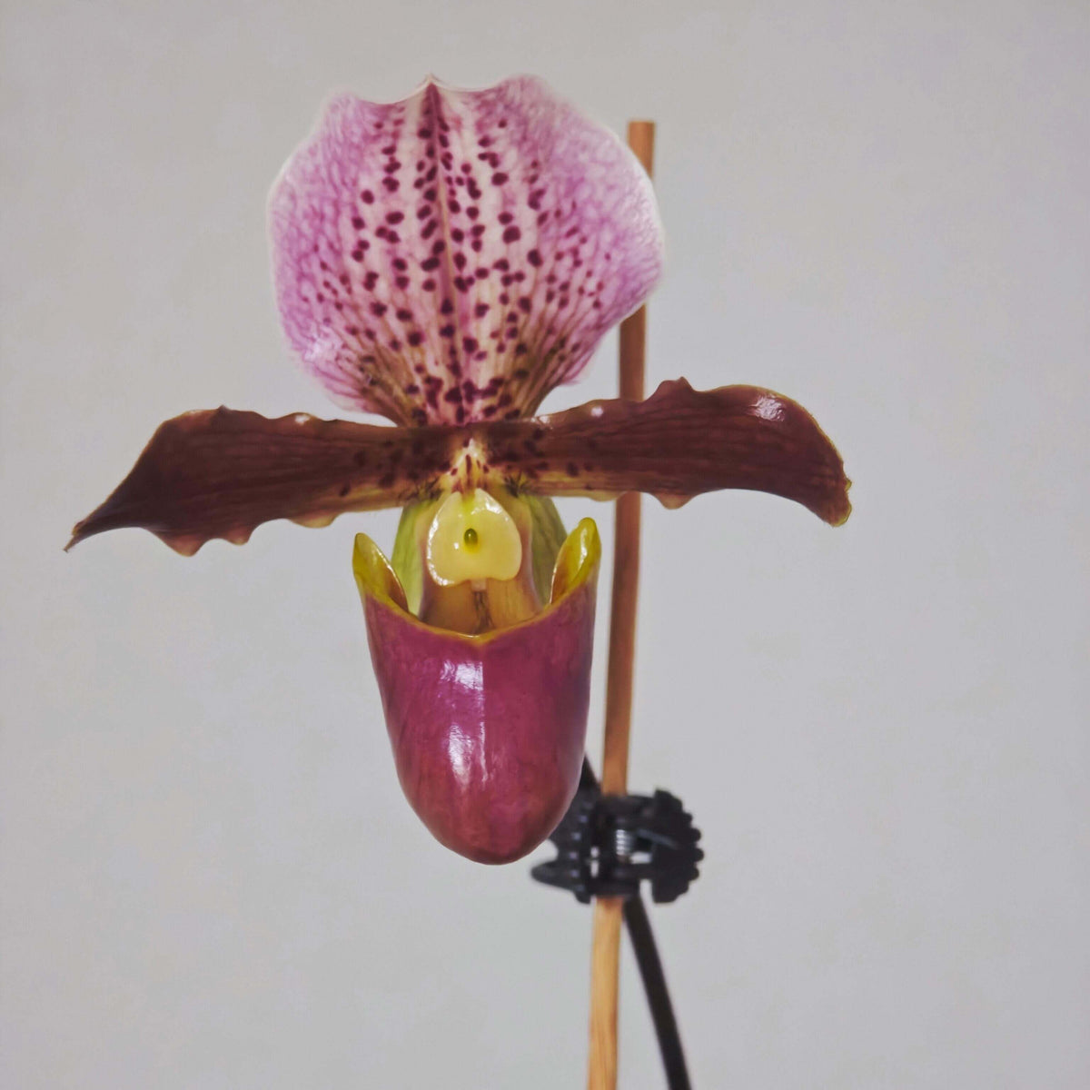 Paphiopedilum Doll's Kobold is a compact primary hybrid between Paphiopedilum charlesworthii × Paphiopedilum henryanum. It combines the attractive broad dorsal sepal and elegant flower form of P. charlesworthii with the bold spotting and rich coloration of P. henryanum. The result is a relatively compact Paphiopedilum with flowers that are large in proportion to the plant, making it an excellent choice for collectors with limited growing space.