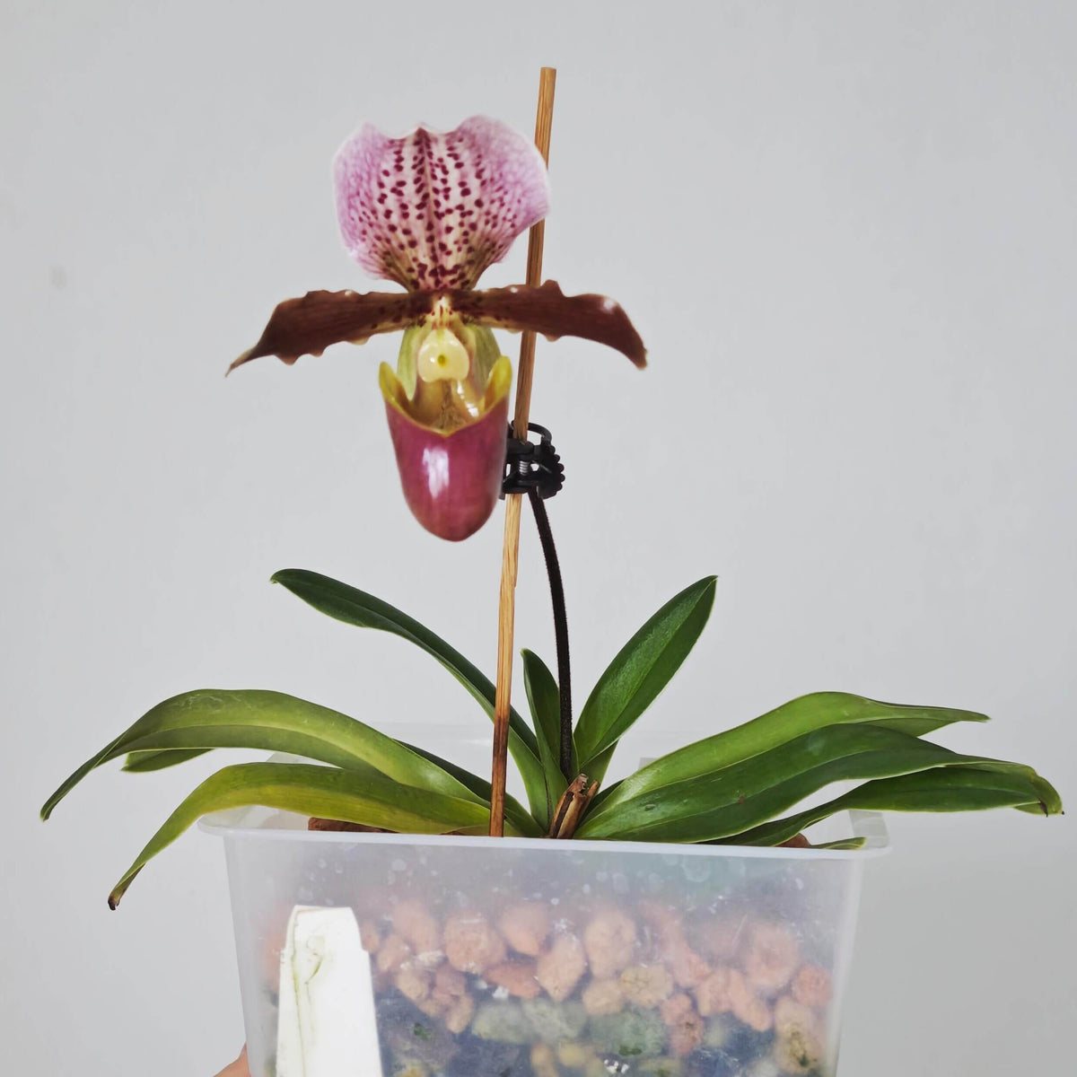 Paphiopedilum Doll's Kobold is a compact primary hybrid between Paphiopedilum charlesworthii × Paphiopedilum henryanum. It combines the attractive broad dorsal sepal and elegant flower form of P. charlesworthii with the bold spotting and rich coloration of P. henryanum. The result is a relatively compact Paphiopedilum with flowers that are large in proportion to the plant, making it an excellent choice for collectors with limited growing space.