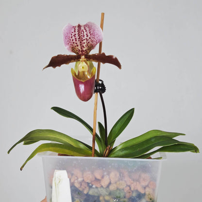 Paphiopedilum Doll's Kobold is a compact primary hybrid between Paphiopedilum charlesworthii × Paphiopedilum henryanum. It combines the attractive broad dorsal sepal and elegant flower form of P. charlesworthii with the bold spotting and rich coloration of P. henryanum. The result is a relatively compact Paphiopedilum with flowers that are large in proportion to the plant, making it an excellent choice for collectors with limited growing space.
