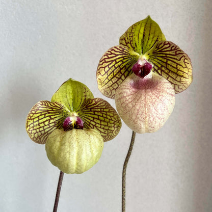Paphiopedilum Fanaticum is a primary hybrid between Paphiopedilum malipoense × Paphiopedilum micranthum. The natural hybrid occurs from southern China to northern Vietnam, where the parent species grow in limestone-associated habitats. It combines the attractive rounded flowers of P. micranthum with the green coloration and compact character of P. malipoense.