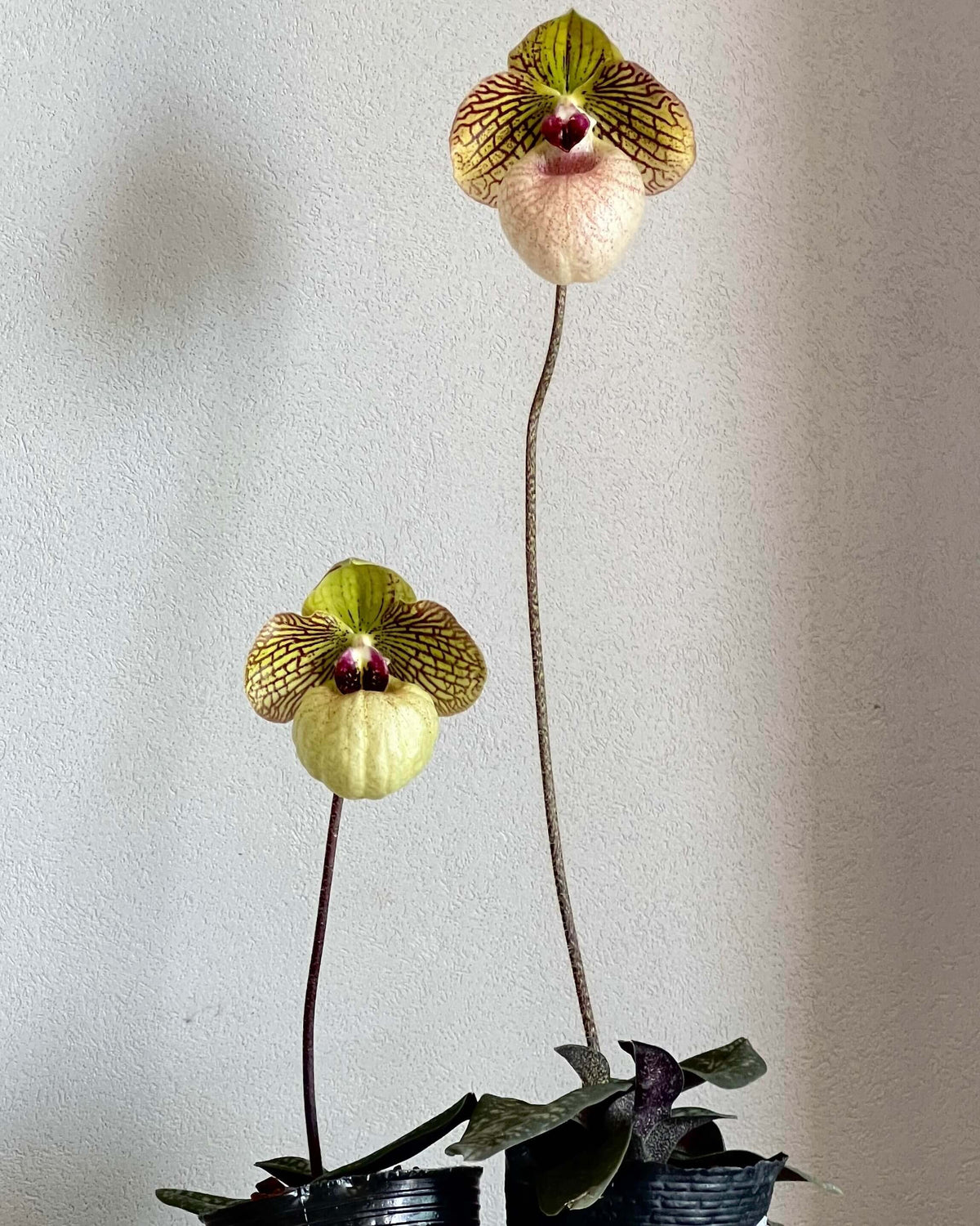 Paphiopedilum Fanaticum is a primary hybrid between Paphiopedilum malipoense × Paphiopedilum micranthum. The natural hybrid occurs from southern China to northern Vietnam, where the parent species grow in limestone-associated habitats. It combines the attractive rounded flowers of P. micranthum with the green coloration and compact character of P. malipoense.