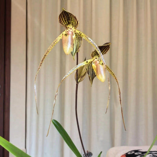 Paphiopedilum Formosa Comet is a modern complex slipper orchid hybrid registered by Ching Hua in 2009. It is a genetically advanced cross built from multiple high-quality multifloral Paphiopedilum lines, ultimately combining Paphiopedilum lowii, philippinense, rothschildianum, and stonei through earlier generations.