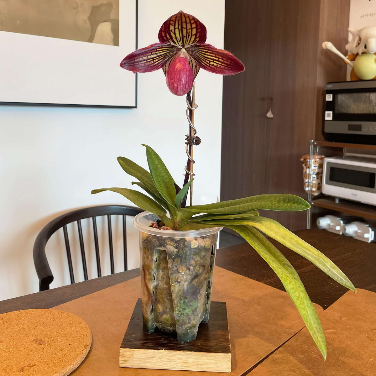 Paphiopedilum Gloria Naugle is a registered primary hybrid between Paphiopedilum rothschildianum × Paphiopedilum micranthum. This hybrid combines the long, elegant petals and strong striping of P. rothschildianum with the compact growth and attractive pink coloration associated with P. micranthum.