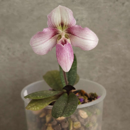 Paphiopedilum Haiphong Baby is a registered primary hybrid between Paphiopedilum rungsuriyanum × Paphiopedilum niveum. This is a particularly compact hybrid, combining the small stature and distinctive flower form of P. rungsuriyanum with the rounded white flowers and purple spotting of P. niveum. It can produce a relatively large, rounded flower on a very small plant, making it well suited to windowsills and limited growing spaces.