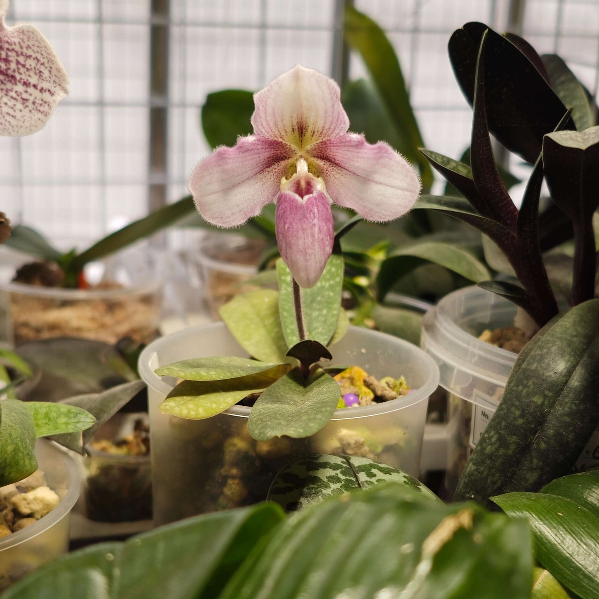 Paphiopedilum Haiphong Baby is a registered primary hybrid between Paphiopedilum rungsuriyanum × Paphiopedilum niveum. This is a particularly compact hybrid, combining the small stature and distinctive flower form of P. rungsuriyanum with the rounded white flowers and purple spotting of P. niveum. It can produce a relatively large, rounded flower on a very small plant, making it well suited to windowsills and limited growing spaces.