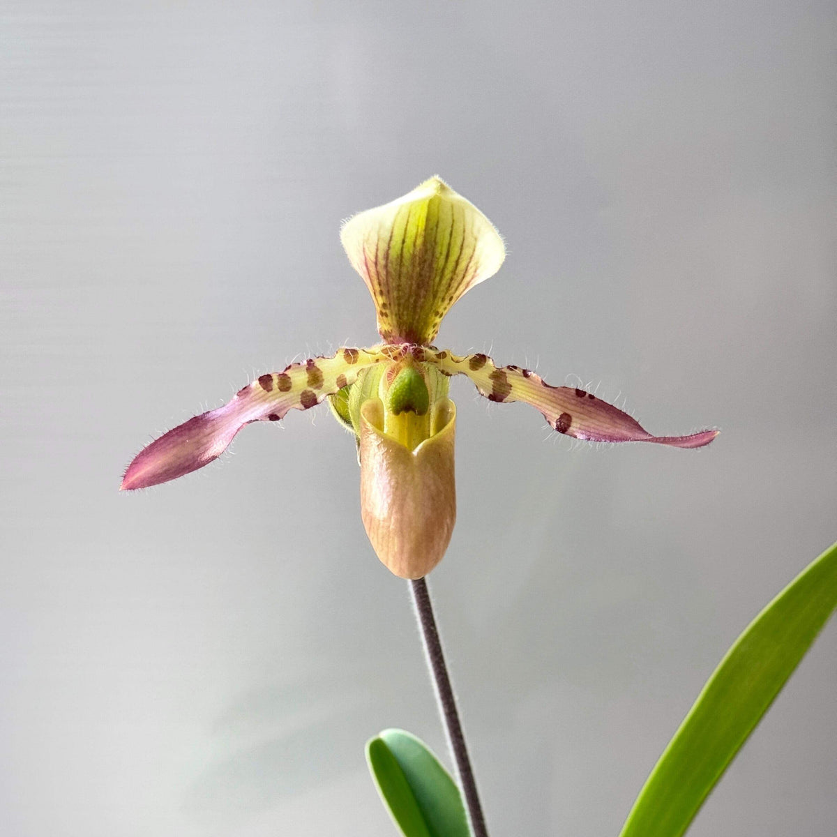 Paphiopedilum Henrietta Fujiwara is a registered Paphiopedilum hybrid. Its parentage is Paphiopedilum primulinum × Paphiopedilum haynaldianum, combining the colorful, sequential-flowering characteristics of P. primulinum with the larger, spotted flowers and multifloral traits of P. haynaldianum.