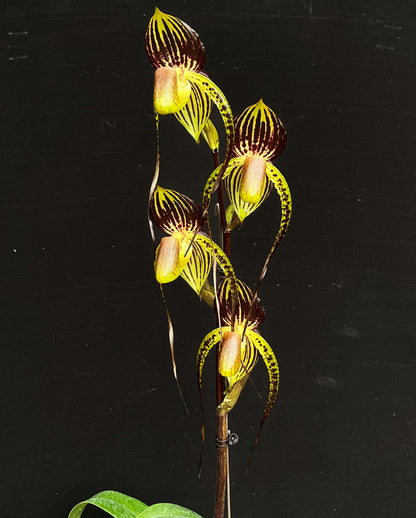 Paphiopedilum Hsinying Anita is a complex multifloral slipper orchid hybrid registered in 2009 by Ching Hua, created from Paphiopedilum Lady Isabel crossed with Paphiopedilum anitum. Because Lady Isabel already contains rothschildianum and stonei genetics, this hybrid carries a strong multifloral background and often produces tall inflorescences with several large, elegant flowers.
