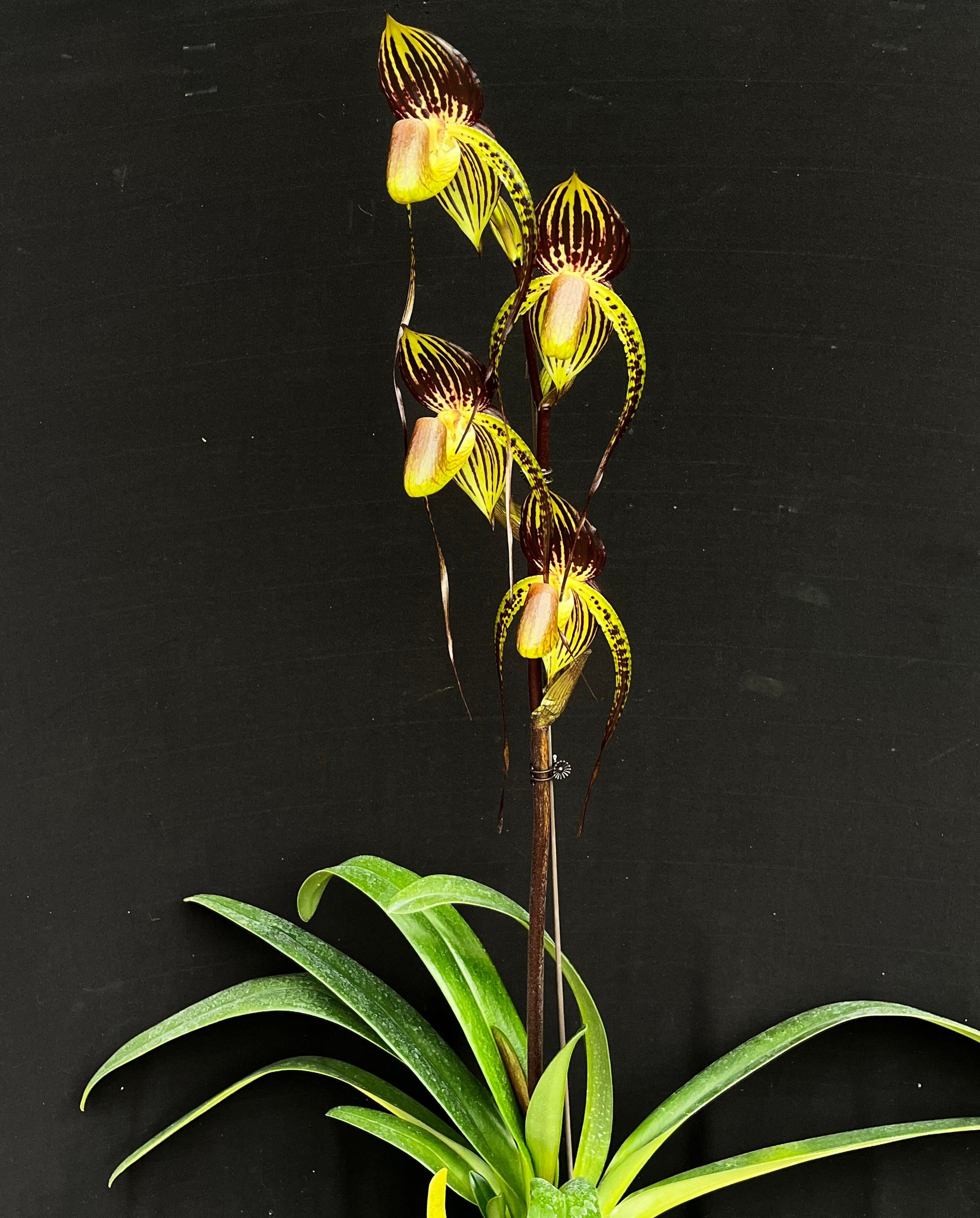Paphiopedilum Hsinying Anita is a complex multifloral slipper orchid hybrid registered in 2009 by Ching Hua, created from Paphiopedilum Lady Isabel crossed with Paphiopedilum anitum. Because Lady Isabel already contains rothschildianum and stonei genetics, this hybrid carries a strong multifloral background and often produces tall inflorescences with several large, elegant flowers.