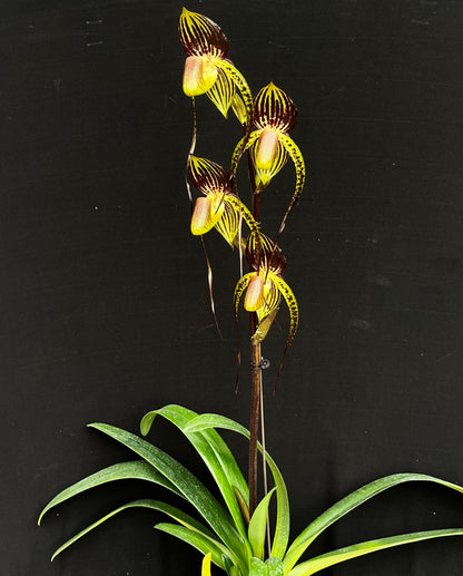 Paphiopedilum Hsinying Anita is a complex multifloral slipper orchid hybrid registered in 2009 by Ching Hua, created from Paphiopedilum Lady Isabel crossed with Paphiopedilum anitum. Because Lady Isabel already contains rothschildianum and stonei genetics, this hybrid carries a strong multifloral background and often produces tall inflorescences with several large, elegant flowers.