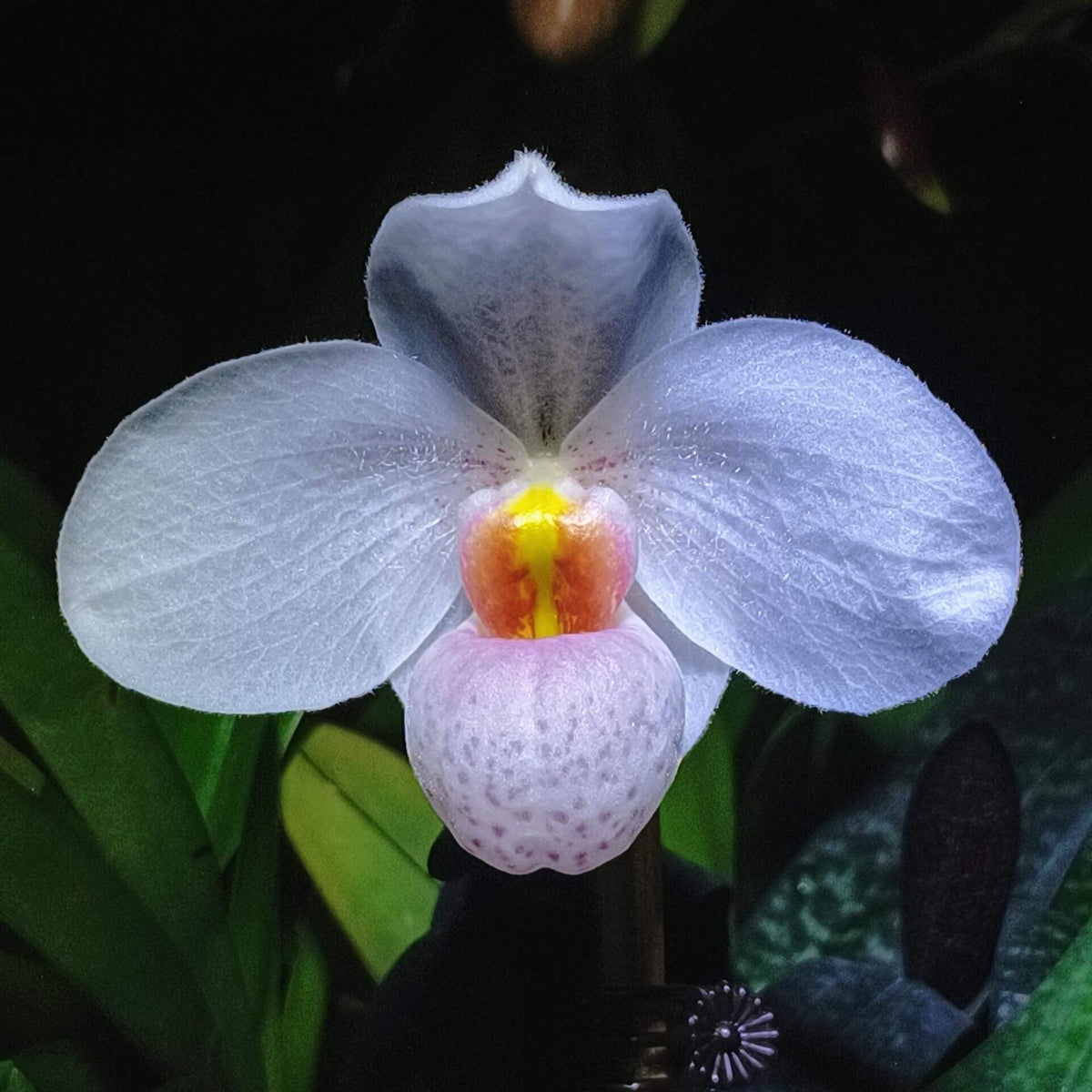 Paphiopedilum Joyce Hasegawa is a registered primary hybrid of Paphiopedilum delenatii × Paphiopedilum emersonii. This is an especially interesting hybrid because both parents belong to the Parvisepalum group, giving it a compact plant habit and attractive, rounded flowers. The flowers can range from white to light pink, and the hybrid is also reported to be fragrant.