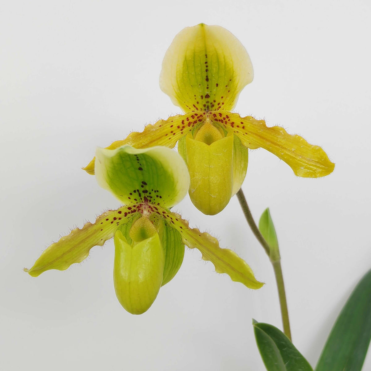 Paphiopedilum Krista is a primary hybrid between Paphiopedilum exul × Paphiopedilum primulinum. The cross combines the compact, warm-growing characteristics of P. exul with the sequential-flowering habit and yellow-green flowers of P. primulinum. This makes Krista an attractive choice for collectors interested in compact, long-flowering Paphiopedilum hybrids.