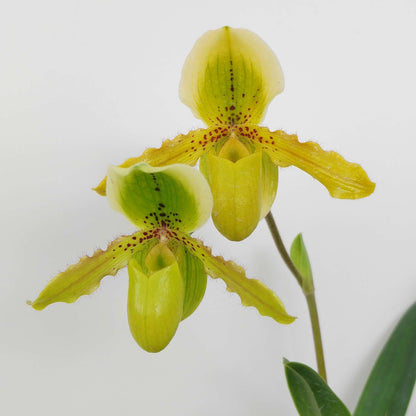 Paphiopedilum Krista is a primary hybrid between Paphiopedilum exul × Paphiopedilum primulinum. The cross combines the compact, warm-growing characteristics of P. exul with the sequential-flowering habit and yellow-green flowers of P. primulinum. This makes Krista an attractive choice for collectors interested in compact, long-flowering Paphiopedilum hybrids.