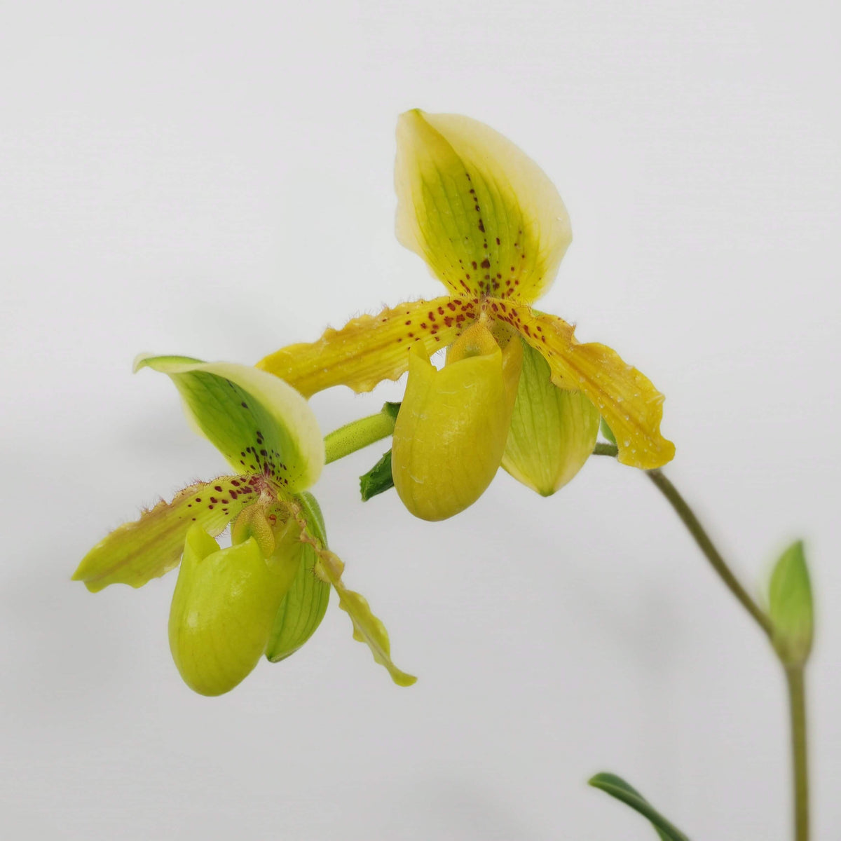 Paphiopedilum Krista is a primary hybrid between Paphiopedilum exul × Paphiopedilum primulinum. The cross combines the compact, warm-growing characteristics of P. exul with the sequential-flowering habit and yellow-green flowers of P. primulinum. This makes Krista an attractive choice for collectors interested in compact, long-flowering Paphiopedilum hybrids.