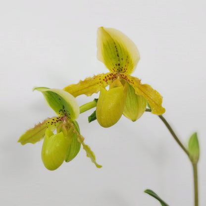 Paphiopedilum Krista is a primary hybrid between Paphiopedilum exul × Paphiopedilum primulinum. The cross combines the compact, warm-growing characteristics of P. exul with the sequential-flowering habit and yellow-green flowers of P. primulinum. This makes Krista an attractive choice for collectors interested in compact, long-flowering Paphiopedilum hybrids.