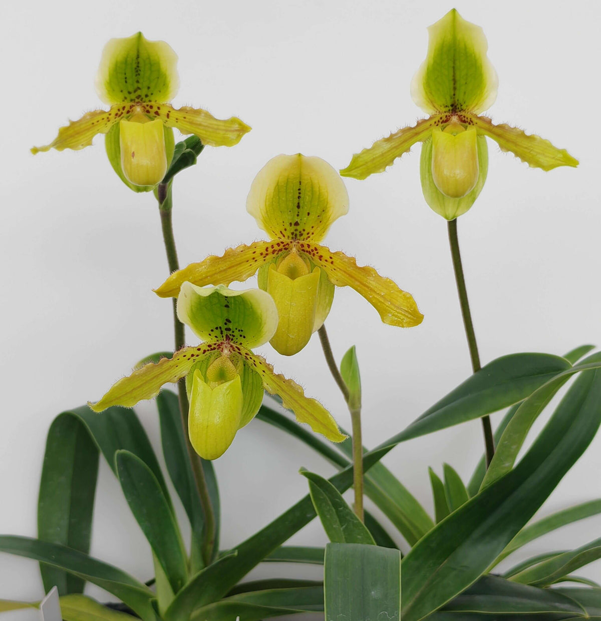 Paphiopedilum Krista is a primary hybrid between Paphiopedilum exul × Paphiopedilum primulinum. The cross combines the compact, warm-growing characteristics of P. exul with the sequential-flowering habit and yellow-green flowers of P. primulinum. This makes Krista an attractive choice for collectors interested in compact, long-flowering Paphiopedilum hybrids.