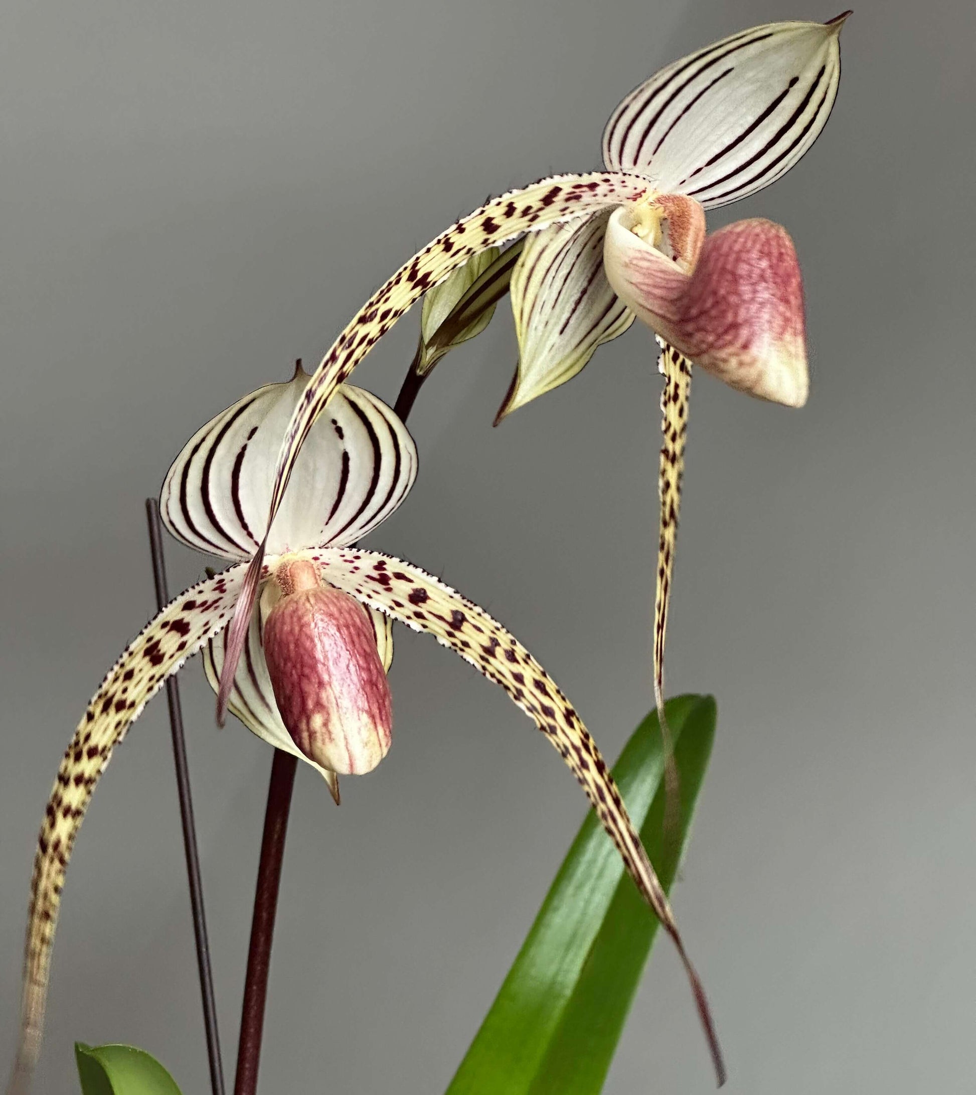 Paphiopedilum Lady Isobel is a classic primary hybrid registered in 1897, created by crossing Paphiopedilum stonei with Paphiopedilum rothschildianum. It is considered one of the most important and iconic multifloral Paphiopedilum hybrids, combining the elegance and refined striping of stonei with the bold structure and horizontal petal spread of rothschildianum.