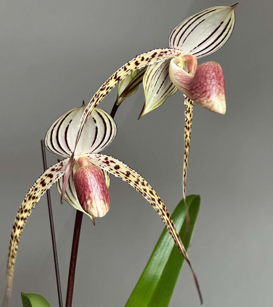 Paphiopedilum Lady Isobel is a classic primary hybrid registered in 1897, created by crossing Paphiopedilum stonei with Paphiopedilum rothschildianum. It is considered one of the most important and iconic multifloral Paphiopedilum hybrids, combining the elegance and refined striping of stonei with the bold structure and horizontal petal spread of rothschildianum.