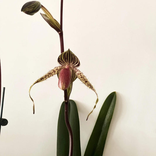 Paphiopedilum Lady Rothschild is a classic multifloral slipper orchid hybrid registered in 1994 by F. Booth, created by crossing Paphiopedilum rothschildianum with Paphiopedilum Lady Isabel. Because Lady Isabel itself is a hybrid of rothschildianum and stonei, this grex is strongly dominated by rothschildianum genetics, resulting in large, bold flowers with wide horizontal petal spread and dramatic striping.